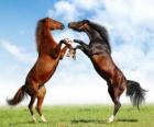 İki yetiştirme atlar